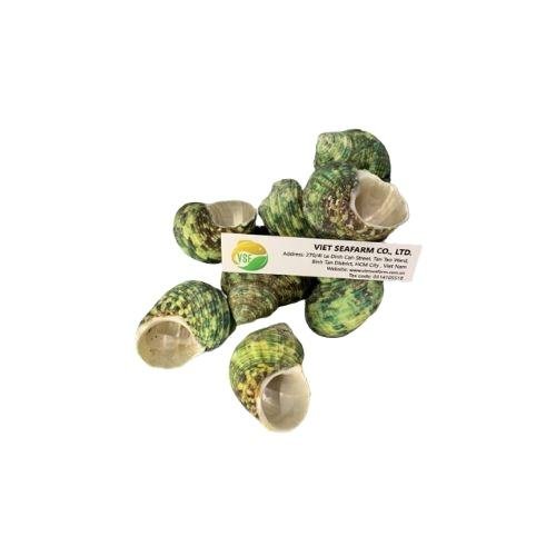 Green Conch Polyfoam Seashell 5-6cm Size Vietnam Origin Premium Quality Competitive Wholesale Prices Decoration Photography Use